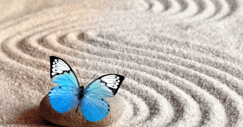 blue butterfly on a rock on sand that has been raked into a swirled pattern
